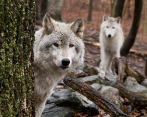 Wolves In New Jersey - New Gallery By Jim DeLillo